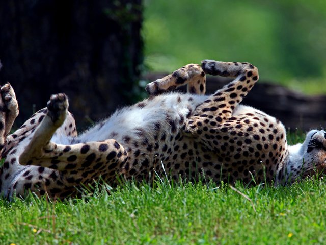 Обои трава, лежит, спит, хищник, гепард, дикая кошка, солнечно, grass, lies, sleeping, predator, cheetah, wild cat, sunny разрешение 2560x1600 Загрузить