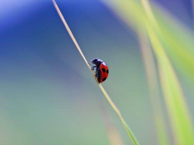 Обои природа, макро, фон, насекомые, божья коровка, травинка, nature, macro, background, insects, ladybug, a blade of grass разрешение 2560x1600 Загрузить