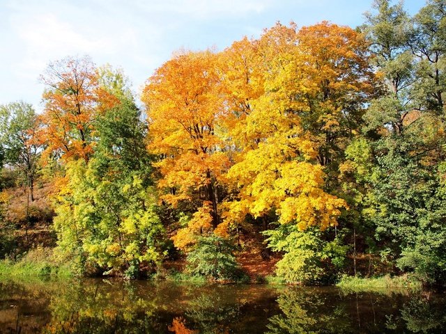 Обои деревья, река, природа, лес, осень, чехия, trees, river, nature, forest, autumn, czech republic разрешение 1920x1440 Загрузить