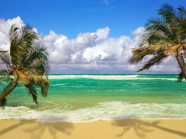 Обои волны, песок, пляж, пальмы, тропики, wave, sand, beach, palm trees, tropics разрешение 1920x1080 Загрузить