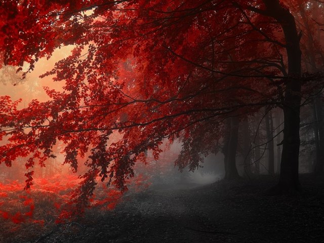 Обои деревья, туман, осень, тропинка, фотография янека седлара, (janek sedlar), trees, fog, autumn, path, picture of janek sedlar разрешение 2560x1600 Загрузить