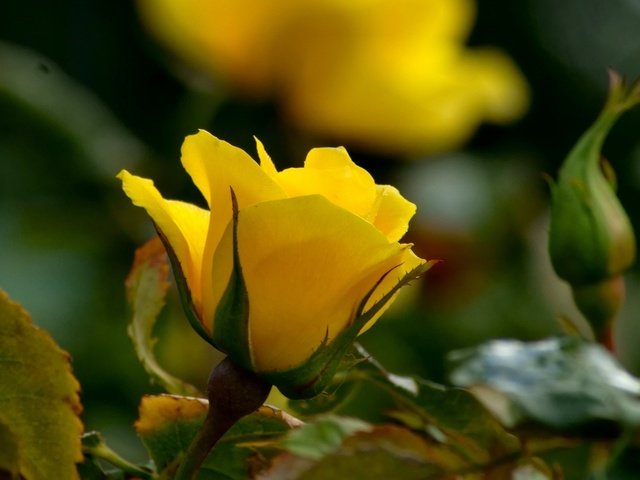 Обои цветы, макро, розы, желтые, flowers, macro, roses, yellow разрешение 1920x1200 Загрузить