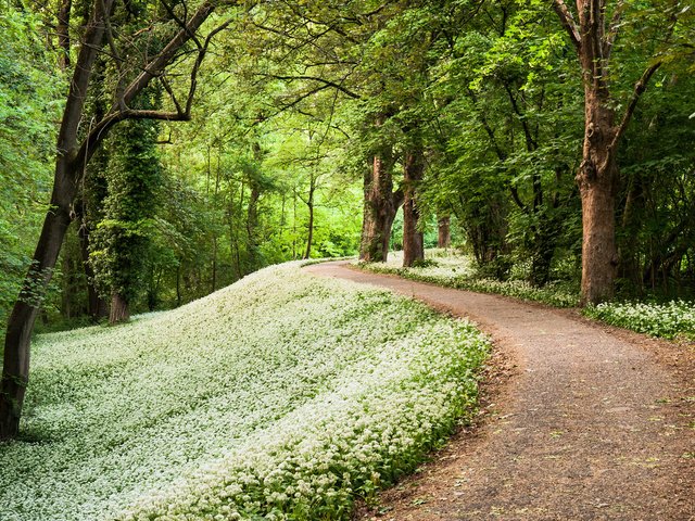 Обои дорога, лес, весна, деревья. цветы, road, forest, spring, trees. flowers разрешение 1920x1080 Загрузить