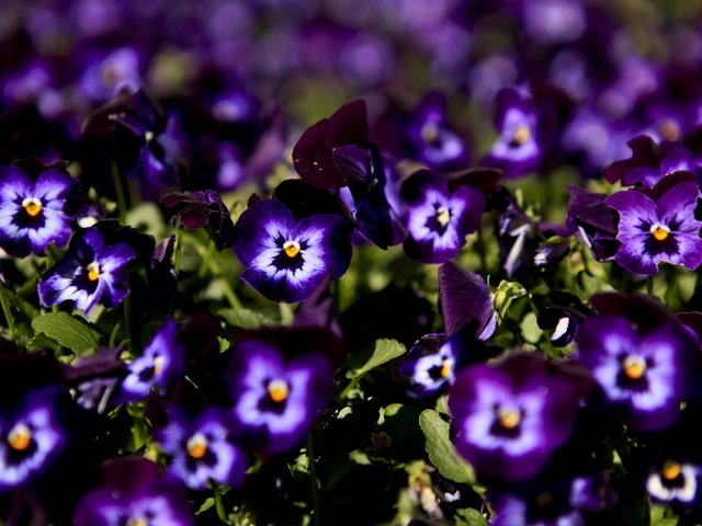 Обои цветы, макро, анютины глазки, фиолетовые, flowers, macro, pansy, purple разрешение 2560x1600 Загрузить