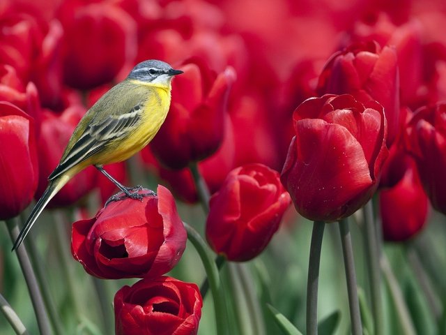 Обои птица, весна, тюльпаны, синица, синичка цветы, bird, spring, tulips, tit, titmouse flowers разрешение 1920x1080 Загрузить