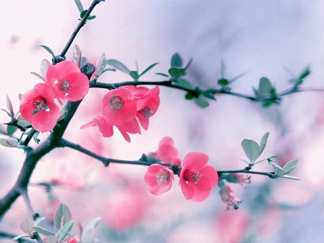 Обои цветы, ветка, цветение, весна, розовые, боке, айва, flowers, branch, flowering, spring, pink, bokeh, quince разрешение 1920x1200 Загрузить