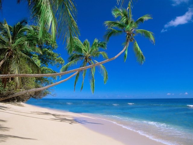 Обои пляж, пальмы, тропики, мальдивы, beach, palm trees, tropics, the maldives разрешение 2560x1920 Загрузить