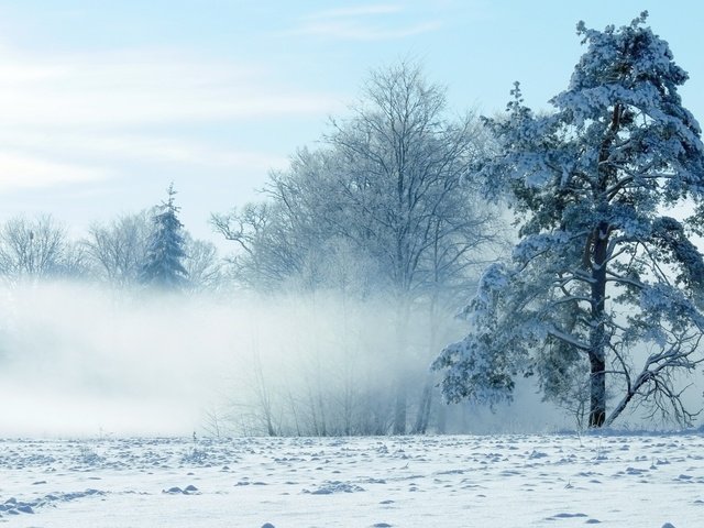 Обои небо, деревья, снег, природа, зима, the sky, trees, snow, nature, winter разрешение 2560x1600 Загрузить