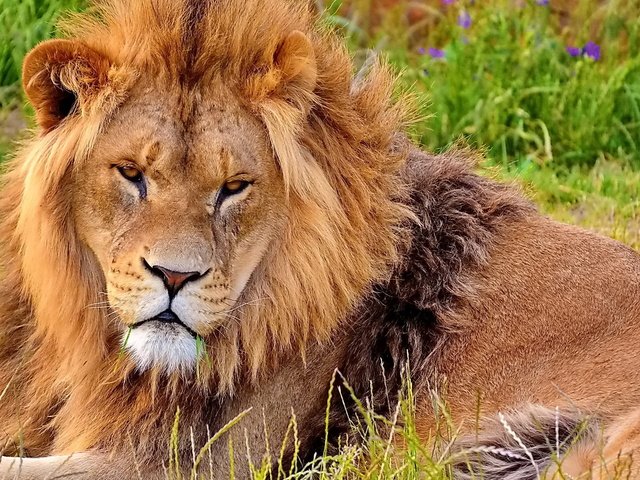 Обои морда, львёнок, трава, смотрит, лежит, хищник, лев, зверь, грива, face, lion, grass, looks, lies, predator, leo, beast, mane разрешение 1920x1200 Загрузить