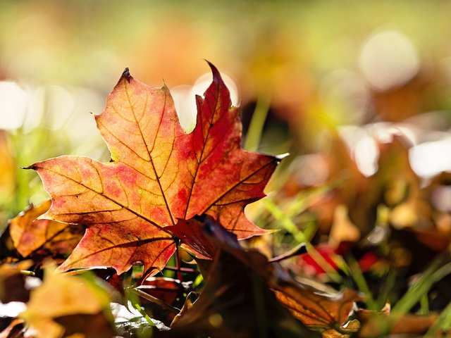 Обои трава, природа, листья, макро, осень, grass, nature, leaves, macro, autumn разрешение 2560x1600 Загрузить