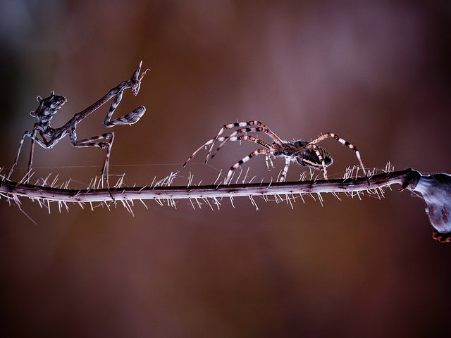 Обои фон, насекомые, растение, паук, стебель, схватка, богомол, встреча, background, insects, plant, spider, stem, fight, mantis, meeting разрешение 1920x1200 Загрузить