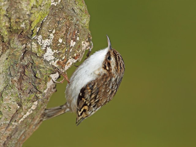 Обои природа, дерево, фокус камеры, птица, оперение, пищуха, nature, tree, the focus of the camera, bird, tail, pika разрешение 1920x1300 Загрузить