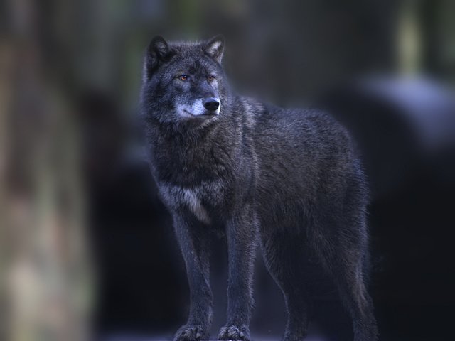 Обои взгляд, хищник, темный фон, волк, look, predator, the dark background, wolf разрешение 2048x1538 Загрузить