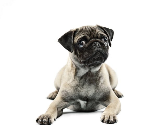 Обои мордочка, взгляд, собака, белый фон, лапки, мопс, muzzle, look, dog, white background, legs, pug разрешение 1920x1200 Загрузить