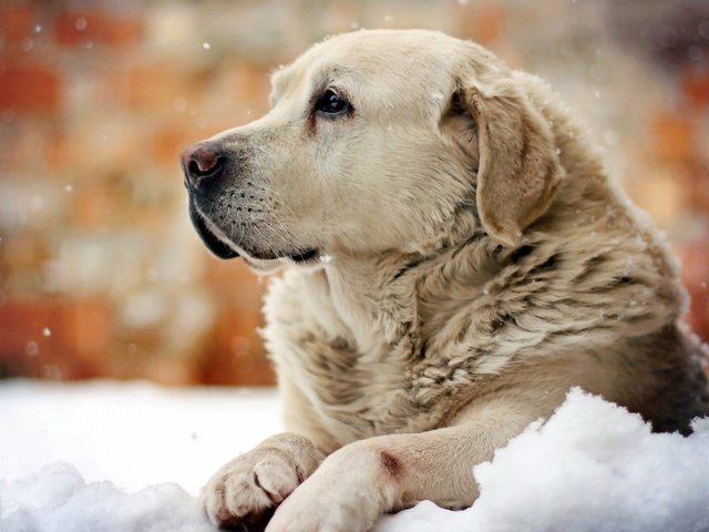 Обои снег, зима, собака, лабрадор, snow, winter, dog, labrador разрешение 1920x1200 Загрузить