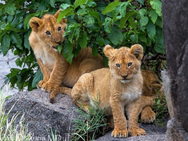 Обои дерево, камни, львы, львята, tree, stones, lions, the cubs разрешение 1920x1200 Загрузить