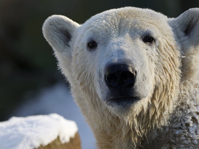 Обои морда, взгляд, медведь, белый, белый медведь, полярный, face, look, bear, white, polar bear, polar разрешение 2560x1600 Загрузить