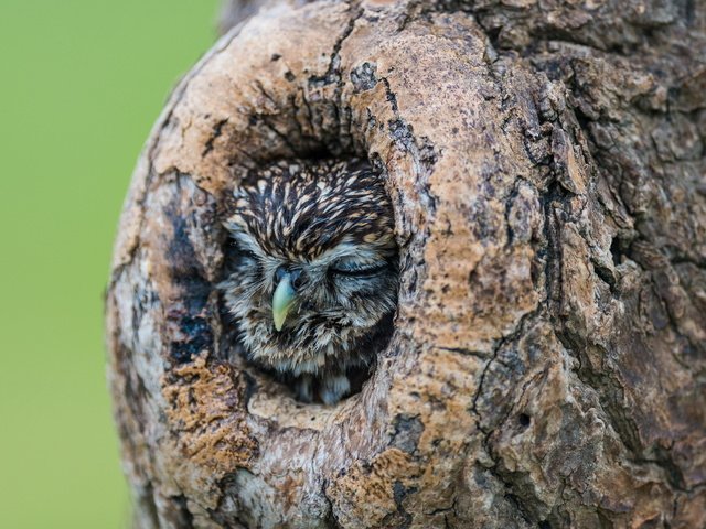 Обои сова, природа, дерево, спит, птица, дупло, owl, nature, tree, sleeping, bird, the hollow разрешение 1920x1280 Загрузить