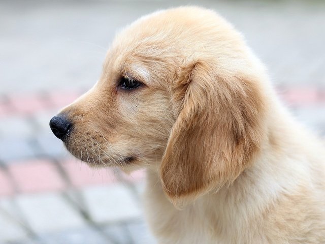 Обои собака, щенок, профиль, лабрадор, ретривер, dog, puppy, profile, labrador, retriever разрешение 1920x1200 Загрузить