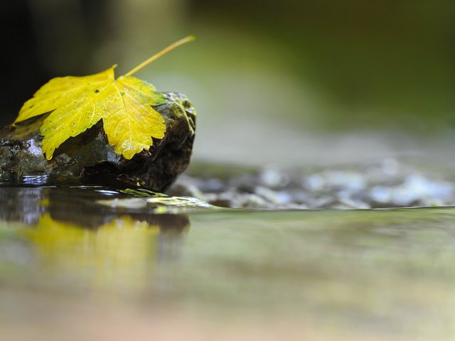 Обои вода, макро, отражение, осень, лист, камень, water, macro, reflection, autumn, sheet, stone разрешение 2560x1600 Загрузить