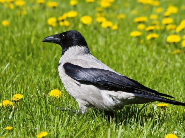 Обои трава, птицы, клюв, одуванчики, ворона, grass, birds, beak, dandelions, crow разрешение 1920x1200 Загрузить