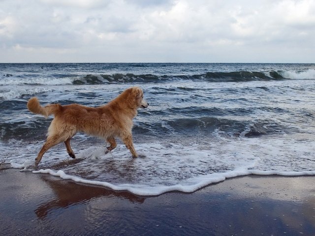 Обои вода, волны, море, пляж, собака, золотистый ретривер, water, wave, sea, beach, dog, golden retriever разрешение 2560x1600 Загрузить