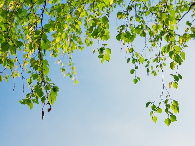 Обои небо, дерево, листья, ветки, весна, береза, the sky, tree, leaves, branches, spring, birch разрешение 2560x1600 Загрузить