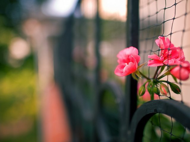 Обои цветы, макро, забор, сетка, flowers, macro, the fence, mesh разрешение 1920x1200 Загрузить