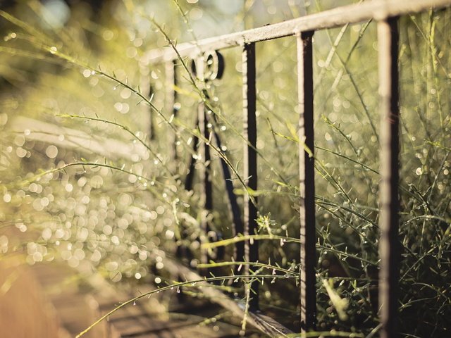 Обои трава, макро, забор, блики, стебли, растение, grass, macro, the fence, glare, stems, plant разрешение 2560x1600 Загрузить