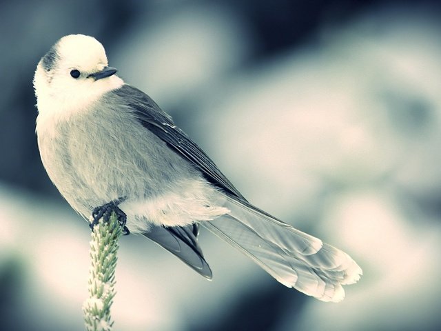 Обои снег, зима, птица, маленькая, колосок, snow, winter, bird, little, spike разрешение 1920x1200 Загрузить