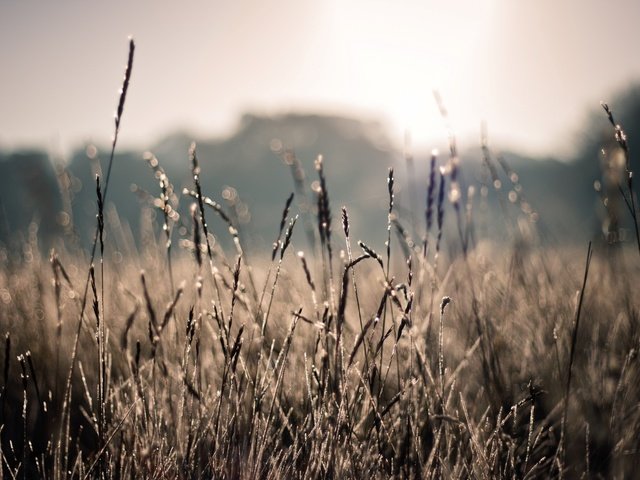 Обои солнце, природа, растения, лучи, поле, лето, колоски, боке, the sun, nature, plants, rays, field, summer, spikelets, bokeh разрешение 1928x1285 Загрузить