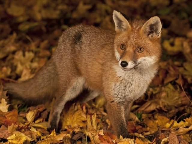 Обои листья, осень, рыжая, лиса, лисица, leaves, autumn, red, fox разрешение 1940x1256 Загрузить