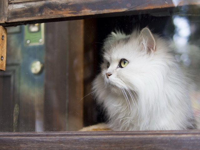 Обои кот, кошка, взгляд, пушистый, белый, окно, стекло, cat, look, fluffy, white, window, glass разрешение 1920x1200 Загрузить