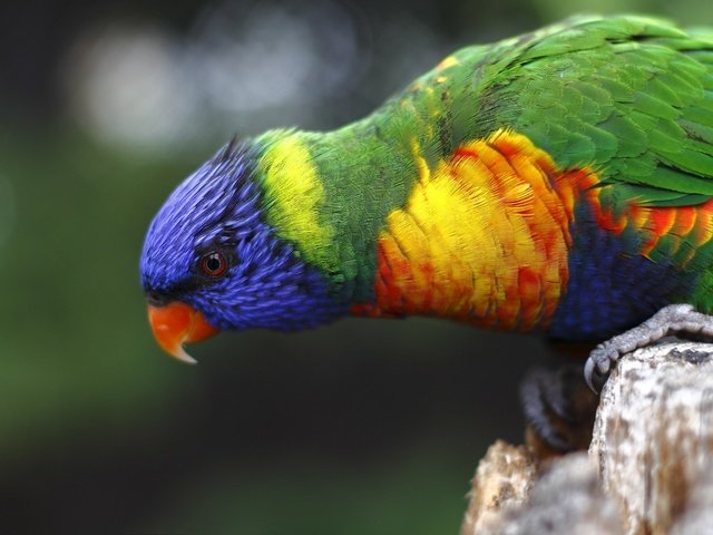 Обои разноцветный, птица, попугай, красочный, радужный лорикет, colorful, bird, parrot, rainbow lorikeet разрешение 1920x1280 Загрузить