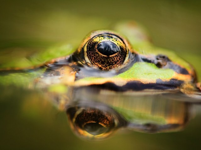 Обои вода, отражение, животные, лягушка, глаз, лягушки, water, reflection, animals, frog, eyes, frogs разрешение 2048x1342 Загрузить