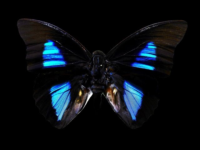 Обои бабочка, насекомые, черный фон, butterfly, insects, black background разрешение 1920x1200 Загрузить