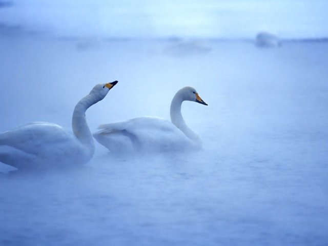 Обои вода, туман, птицы, белые, лебеди, прекрасные, плавают, water, fog, birds, white, swans, beautiful, swim разрешение 2560x1600 Загрузить