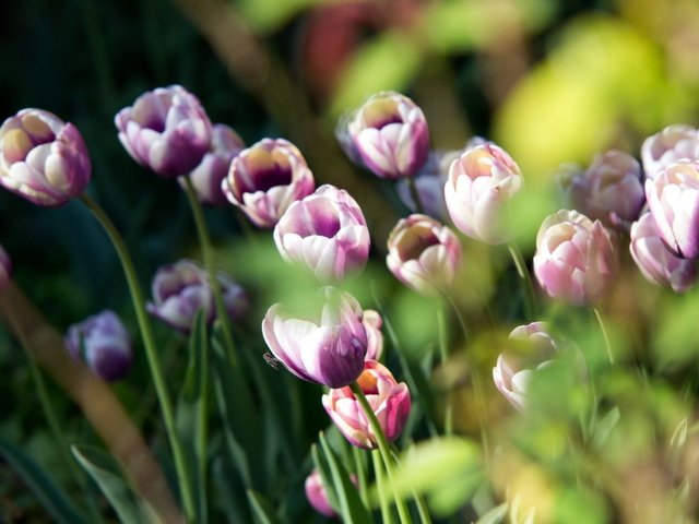 Обои цветы, природа, весна, тюльпаны, flowers, nature, spring, tulips разрешение 2560x1600 Загрузить