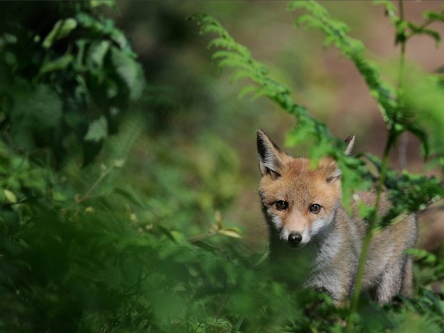 Обои трава, природа, мордочка, взгляд, лиса, лисенок, grass, nature, muzzle, look, fox разрешение 1920x1330 Загрузить