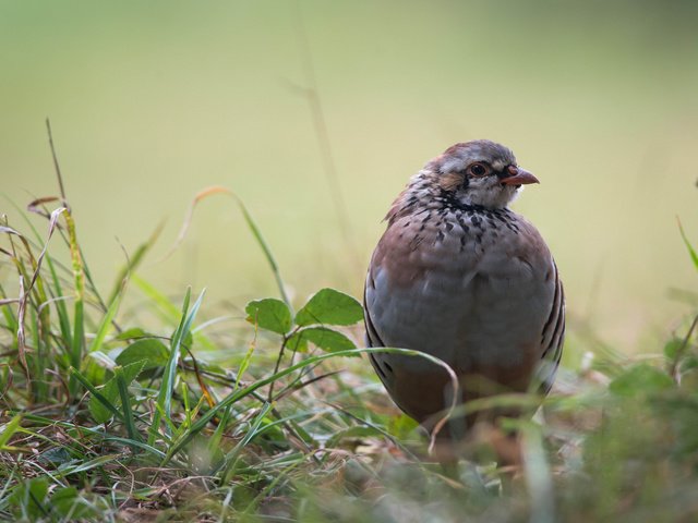 Обои трава, листья, птица, куропатка, grass, leaves, bird, partridge разрешение 2048x1367 Загрузить