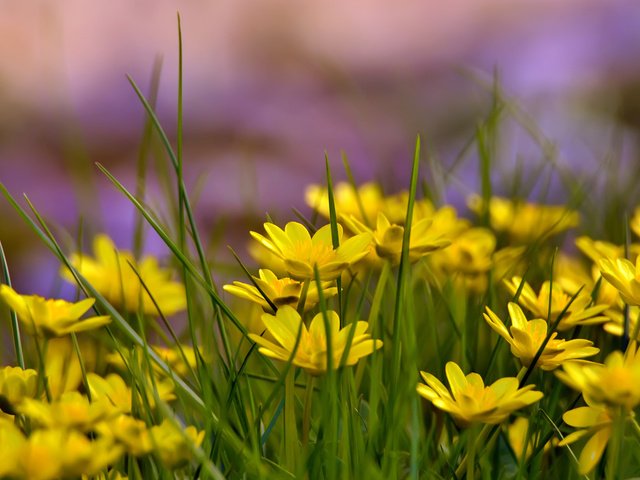 Обои цветы, трава, лето, поляна, желтые, flowers, grass, summer, glade, yellow разрешение 2560x1600 Загрузить