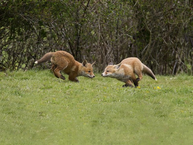 Обои трава, деревья, лес, лиса, лисички, лисы, grass, trees, forest, fox, chanterelles разрешение 2048x1366 Загрузить