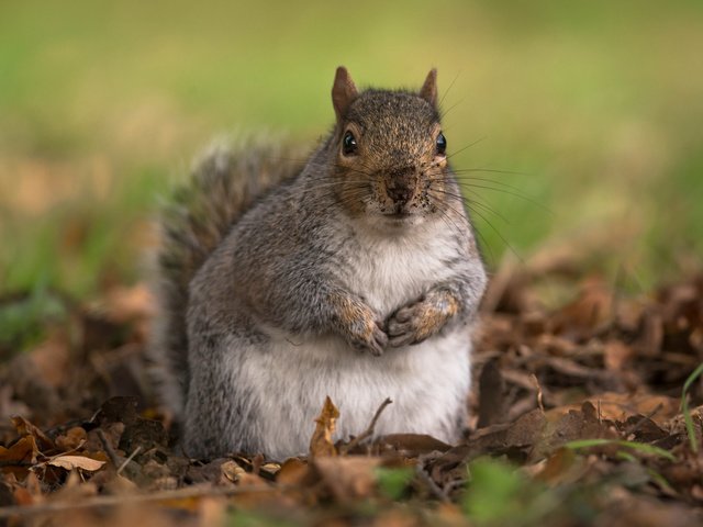 Обои листья, осень, животное, белка, грызун, leaves, autumn, animal, protein, rodent разрешение 2048x1508 Загрузить