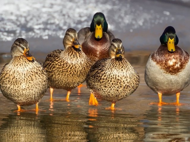 Обои вода, отражение, птицы, клюв, перья, утки, утка, кряква, water, reflection, birds, beak, feathers, duck, mallard разрешение 1920x1200 Загрузить