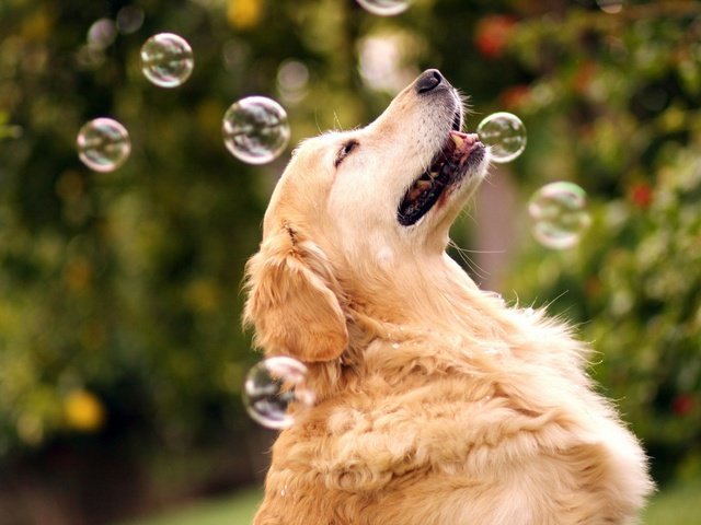 Обои природа, собака, мыльные пузыри, золотистый ретривер, nature, dog, bubbles, golden retriever разрешение 1920x1200 Загрузить