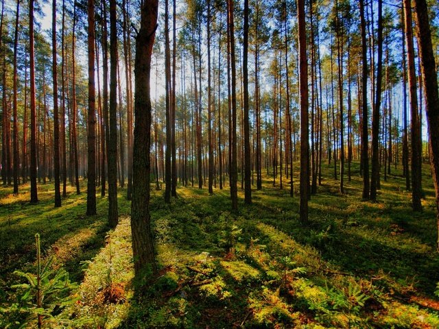 Обои свет, деревья, тень, хвойный, природа.лес, light, trees, shadow, coniferous, nature.forest разрешение 1920x1200 Загрузить