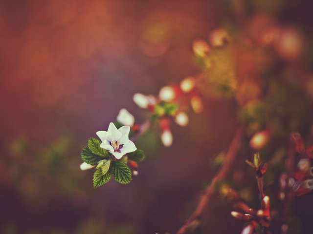 Обои природа, закат, весна, боке, vesna, zakat, priroda, boke, vetochki, веточки, nature, sunset, spring, bokeh, twigs разрешение 2592x1728 Загрузить