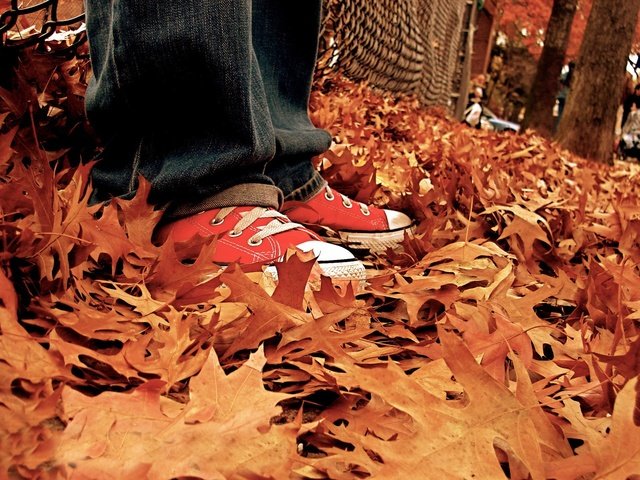 Обои листья, осень, кеды, джинсы, ноги, listya, osen, kedy, осенние листья, leaves, autumn, sneakers, jeans, feet, autumn leaves разрешение 1920x1440 Загрузить