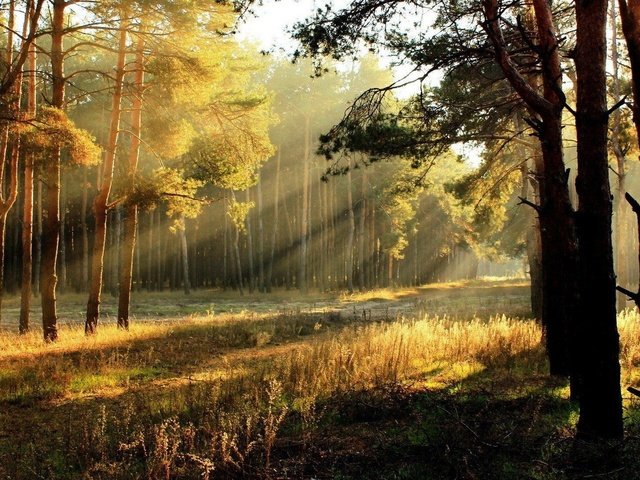 Обои деревья, солнце, лес, осень, солнечные лучи, trees, the sun, forest, autumn, the sun's rays разрешение 1920x1080 Загрузить