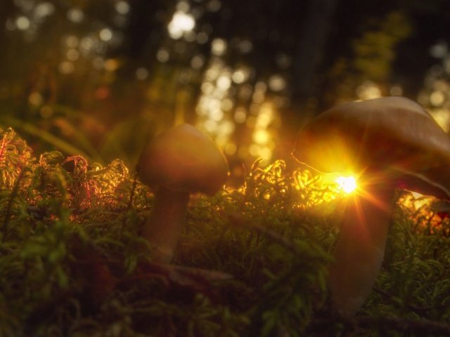 Обои трава, солнце, макро, лучи, грибы, grass, the sun, macro, rays, mushrooms разрешение 2000x1125 Загрузить